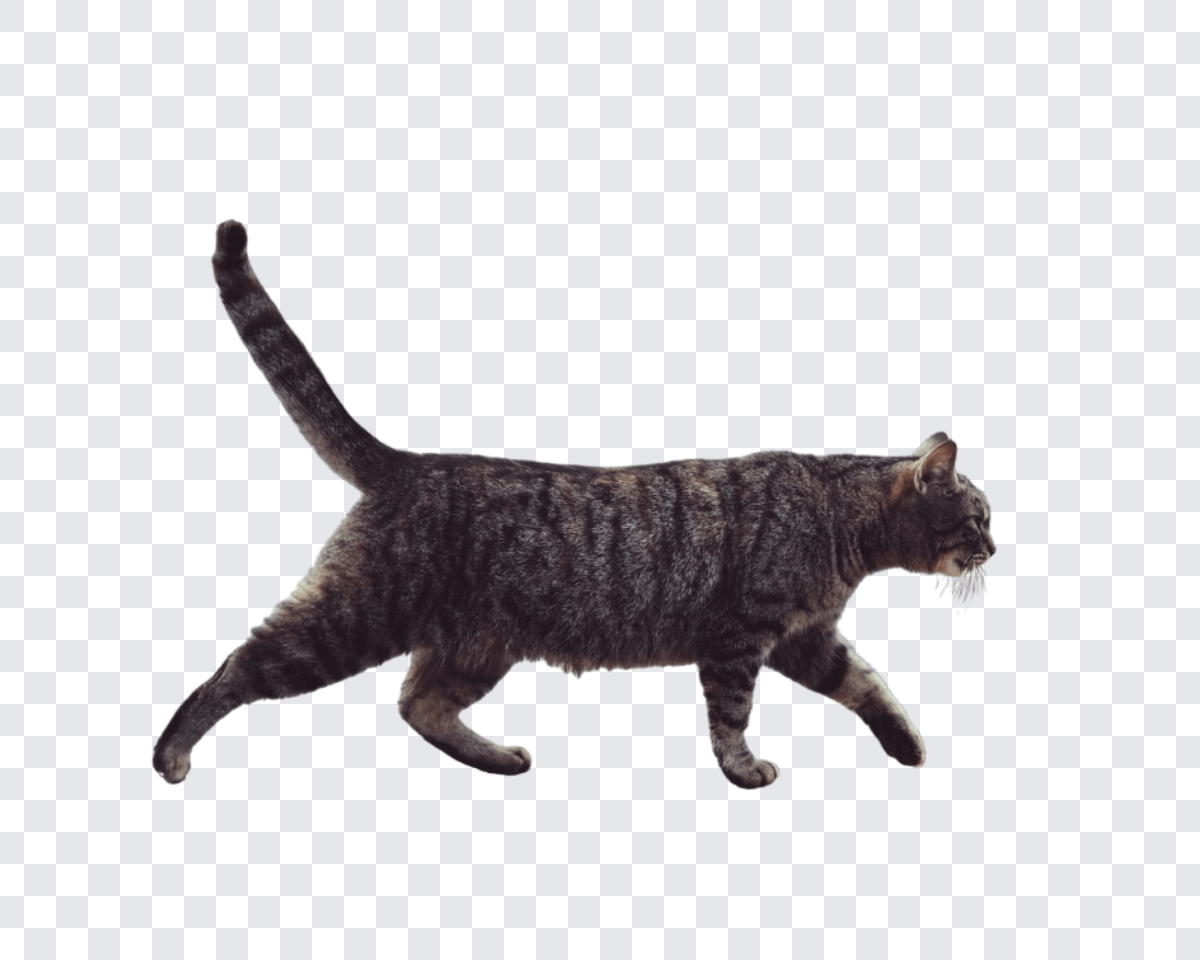 BG Change: Complete Guide to AI Background Removal (ازالة الخلفية)